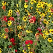 Outsidepride Texas/Oklahoma Wildflower Seed Mix - 1/4 LB