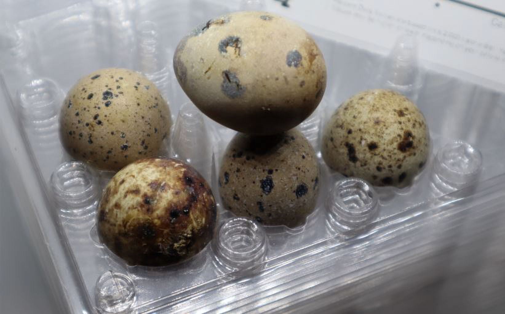 12 hole quail egg cartons for regular quail eggs 100 count