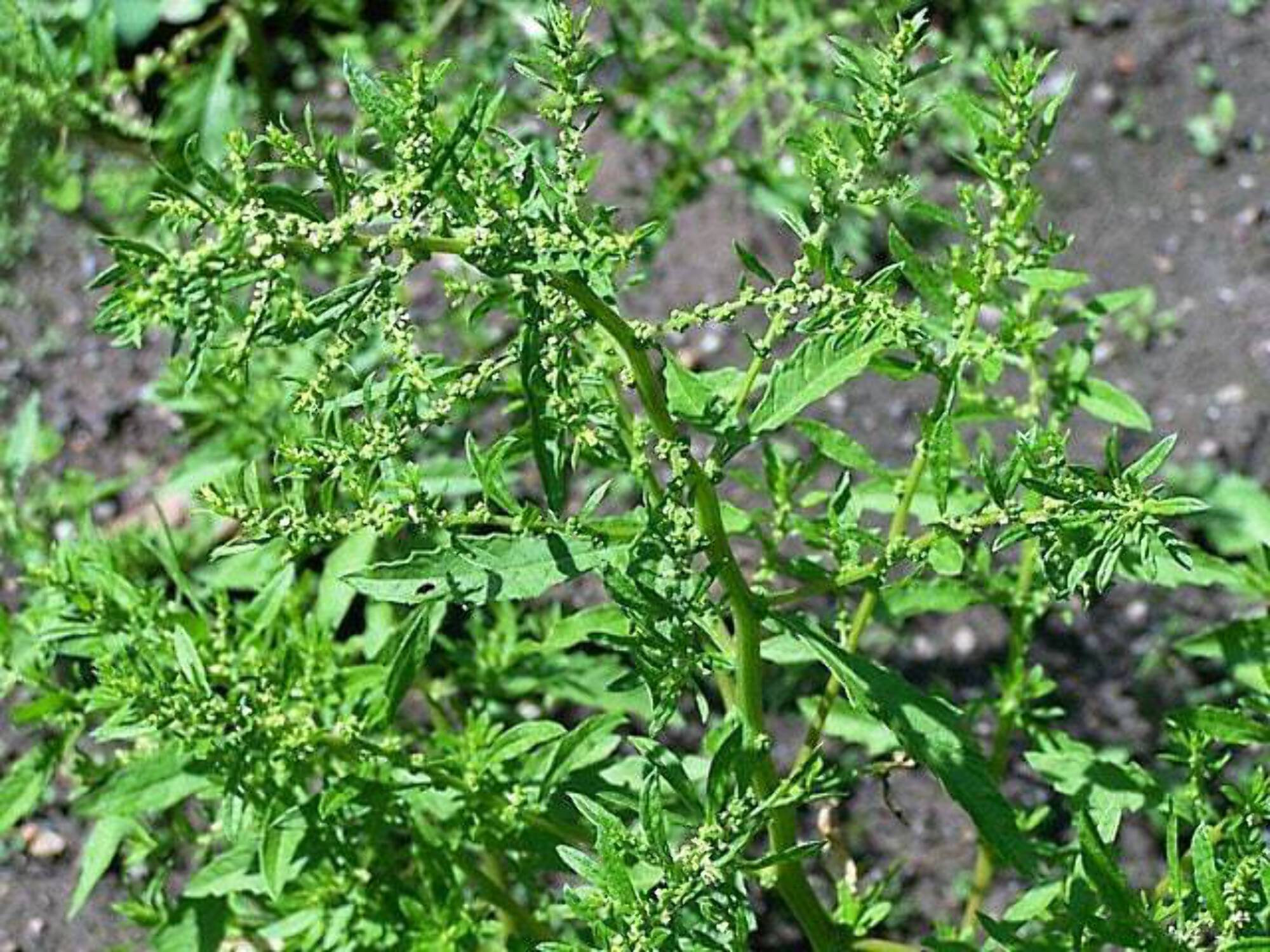 300 EPAZOTE (Mexican Tea) Chenopodium Ambrosioides Herb Flower Seeds - image 2 of 10