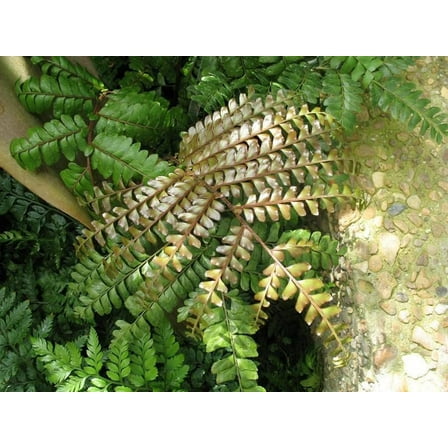 Mahogany Fern - Live Plant in a 6 Inch Grower's Pot - Didymochlaena Truncatula - Exotic Easy Care Textured Ferns from Florida