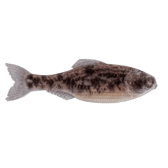 6th Sense Panorama Soft Bait, 2.0", Live Goby