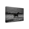thumbnail image 2 of Trademark Fine Art 'Horses Going Home' Canvas Art by Aledanda, 2 of 3