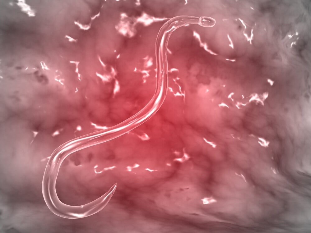 Microscopic view of hookworm. The hookworm is a parasitic nematode that