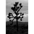 thumbnail image 2 of Berzel, Erin 13x18 Gold Ornate Wood Framed with Double Matting Museum Art Print Titled - Yucca Brevifolia I, 2 of 4