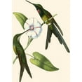 thumbnail image 2 of Vision Studio 11x14 White Modern Wood Framed Museum Art Print Titled - Delicate Hummingbird III, 2 of 4