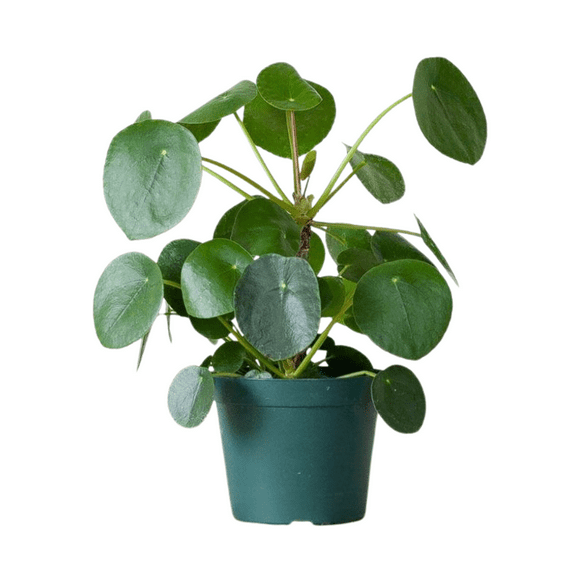 Live Chinese Money Plant, 6 - 8 Inches Starter Plant in 4 Inches Pot, Pilea Peperomioides for Indoor Outdoor Growing