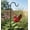 Cardinal, variant on Regal Art & Gift Bird Bouncie - Robin Metal 11.25" Garden Accessory