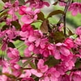 thumbnail image 3 of Prairie Fire Crabapple, 3 of 7