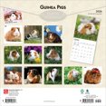 thumbnail image 2 of Guinea Pigs | 2026 12x24" (Hanging) Wall Calendar | Plastic-Free | BrownTrout, 2 of 9