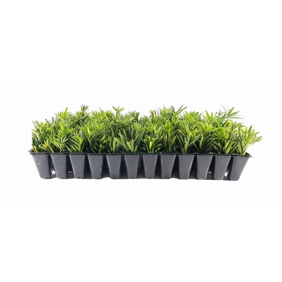 Dwarf Podocarpus Macrophyllus Pringles - 30 Live Plants - Dense Evergreen Low Hedge or Bonsai