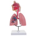 thumbnail image 1 of Modèle Médical Respiratoire pour Système Respiratoire, Outil Pédagogique, 1 of 3