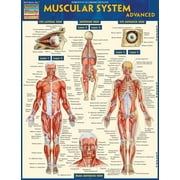 VINCENT PEREZ Muscular System Advanced (Other)