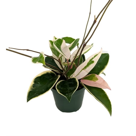 Strawberries & Cream Wax Plant - Hoya - Great House Plant - 4