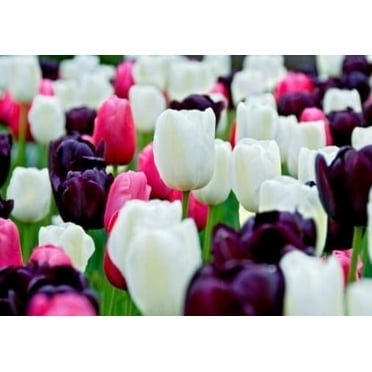 Black and White Cookie Mix Tulip Bulbs for Planting - Easy to Grow Perennial Tulips (20 Bulbs)