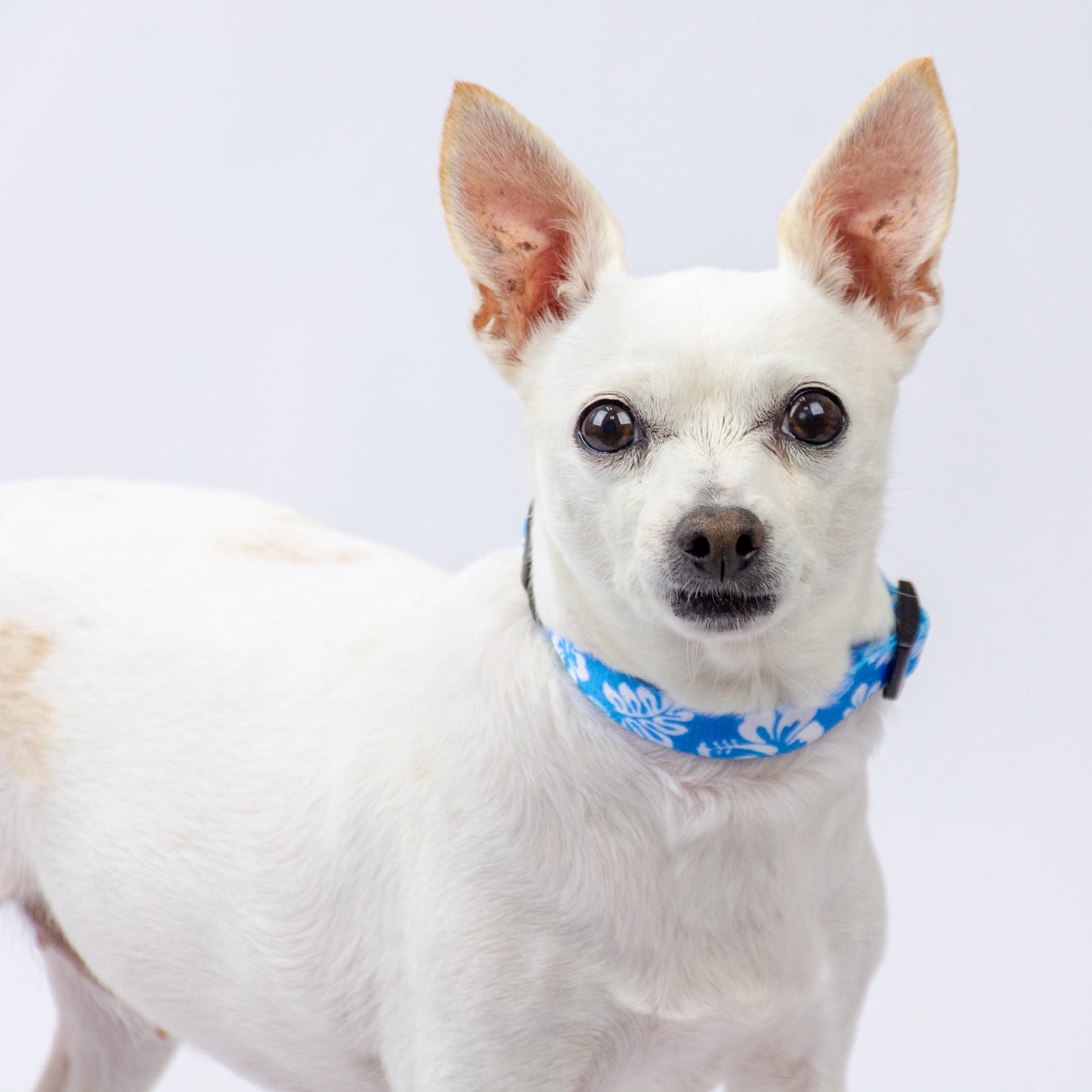 Country Brook Petz® Blue Hawaiian Everyday Dog Collar and Leash, Extra Small