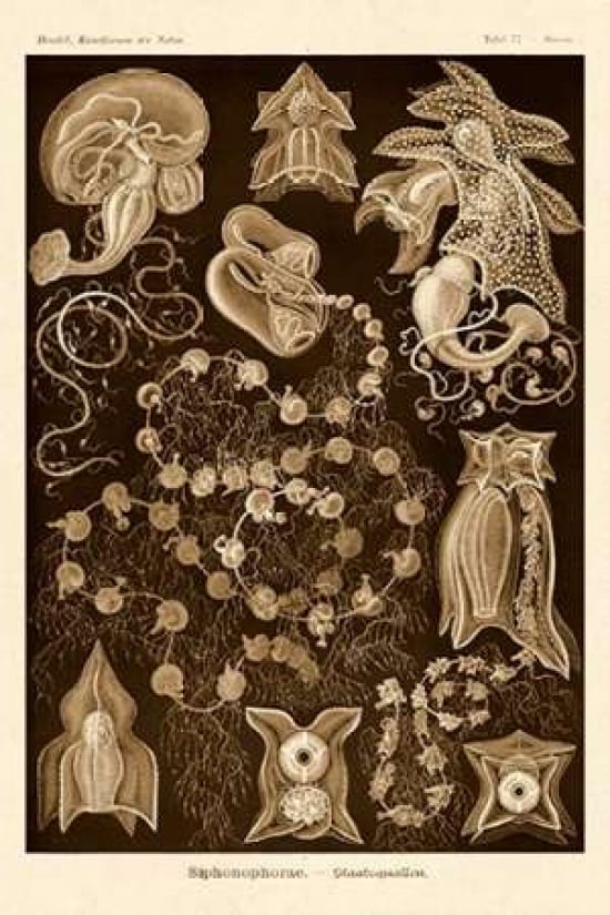 Haeckel Nature Illu