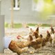 thumbnail image 1 of Comedero para pollos, puerto de alimentación artesanal, sierra perforadora de 3 puertos para barriles, cajas de basura, comederos para pollos resistentes a la intemperie, 1 of 9