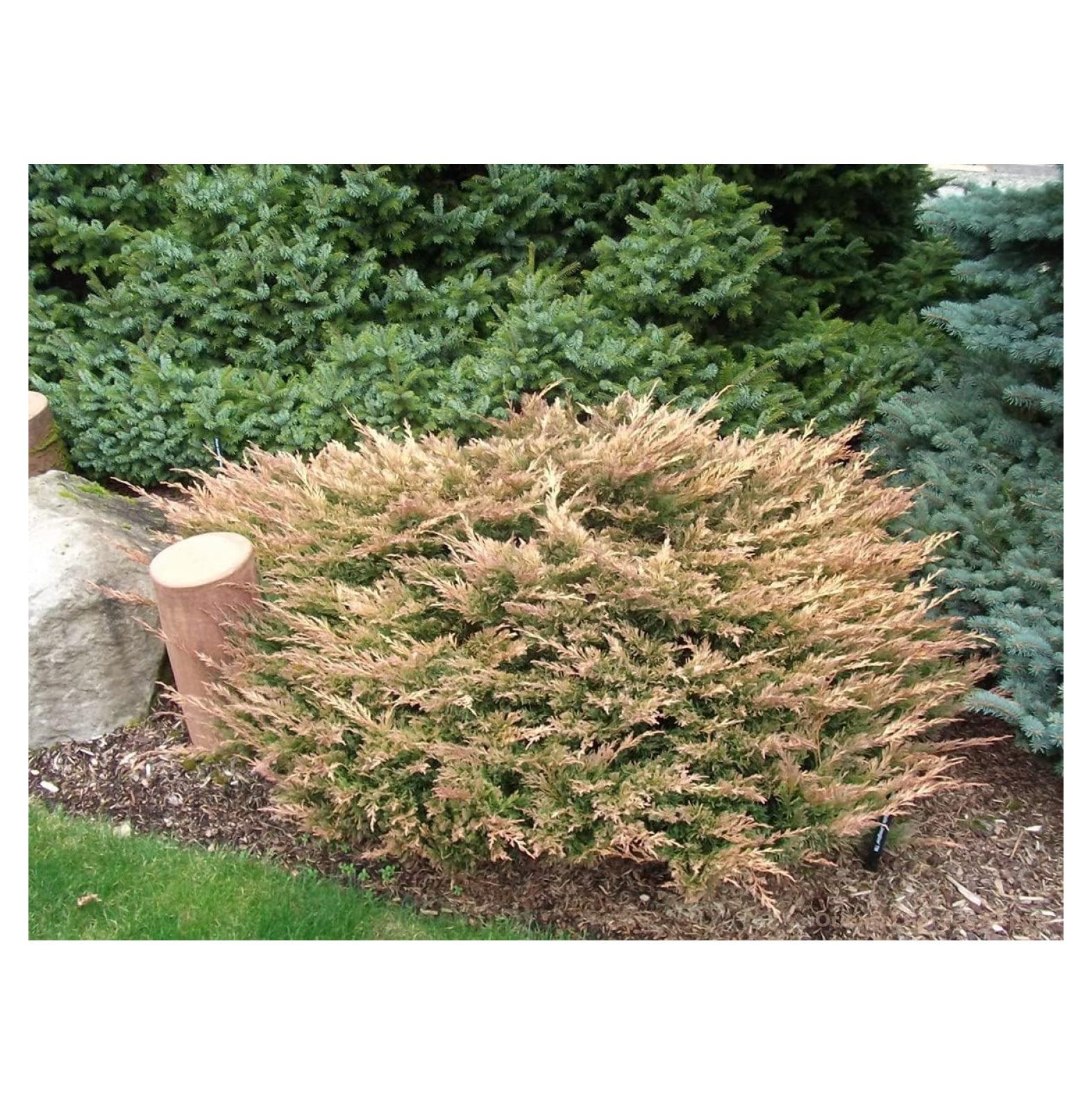 Lime Glow Juniper | 2 Live Gallon Size Plants | Juniperus Horizontalis | Cold Hardy Drought Tolerant Groundcover - image 4 of 6