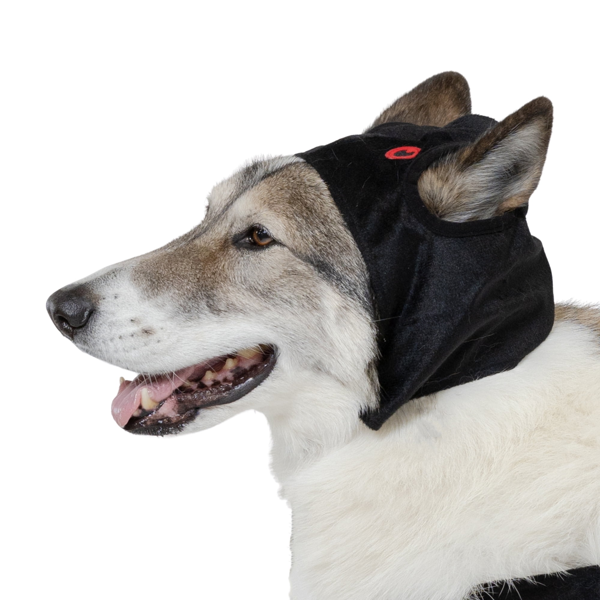 Vibrant Life Halloween Spider Costume for Dogs, Extra Large