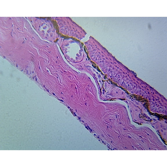 Frog Skin; Section by Go Science Crazy