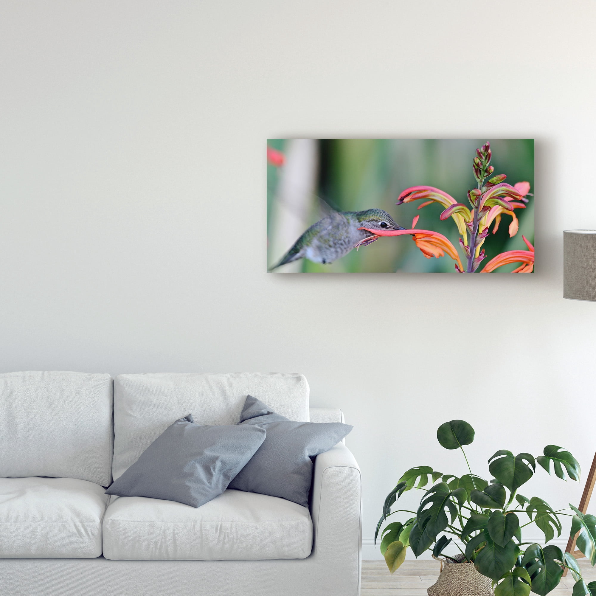 Humming Bird Closeup' Canvas Art by American School