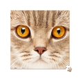 thumbnail image 2 of Pintoo - P1177 - Gros Plan de Chat - Puzzle en Plastique Mini 256 Pcs, 2 of 5