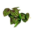 thumbnail image 1 of Decoración de plantas artificiales para tanque de reptiles, camaleón, lagarto, rana arborícola, tortuga, accesorio de terrario, plataforma para tomar el sol con ventosa, 1 of 8