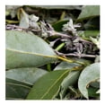 thumbnail image 2 of Hierbas de Olor por pieza, 2 of 2