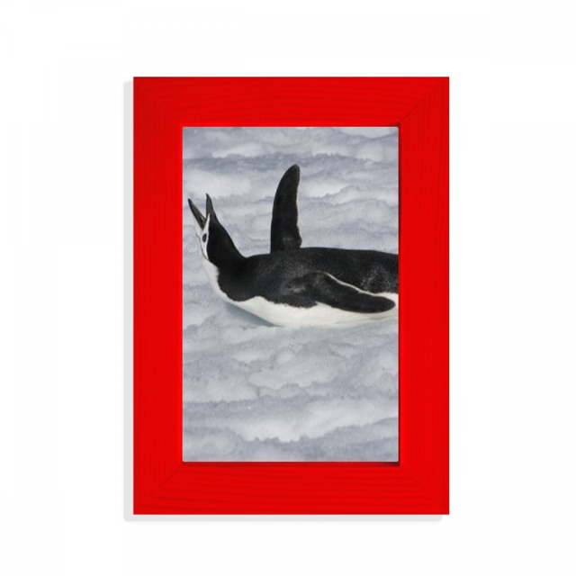 Water Black Antarctic Penguin Picture Picture Display Art Red Photo Frame