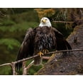 thumbnail image 2 of Sederquist, Betty 17x15 Gold Ornate Wood Framed with Double Matting Museum Art Print Titled - Usa-Alaska A bald eagle at Anan Creek tries to dry its wings during a rainstorm, 2 of 4