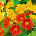 thumbnail image 5 of Nasturtium Blend Mixed Variety Flower Seeds, 50 Heirloom Flower Seeds Per Packet, Non GMO Seeds, 5 of 7