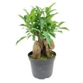 thumbnail image 3 of Ficus Ginseng (6"+ Minimalist Pot) - Bonsai Tree - Feng Shui Houseplants for Decoration - Live, Heathy, and Air-Purifying Indoor Plant, 3 of 7