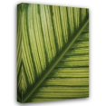thumbnail image 1 of Erin Berzel 17x24 Gallery Wrapped Canvas Wall Art Titled - Leaf Detail II, 1 of 4
