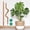 28in * 2, variant on Moss Pole Monstera Plant Support, 28in Bendable & Sturdy Plant Holder Stick for Pothos Vines, Philodendron, Fishbone Cactus & Indoor Tropical Houseplants, Made for Coco Coir