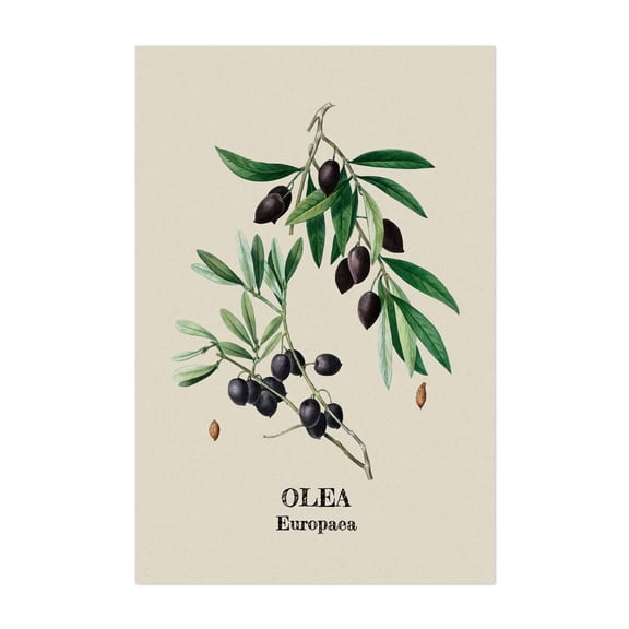 Vintage Olive - Illustration Botanical Vintage Floral Nature Kitchen Decor Minimalist Art Deco Unframed Wall Art Print 5 x 7 inches