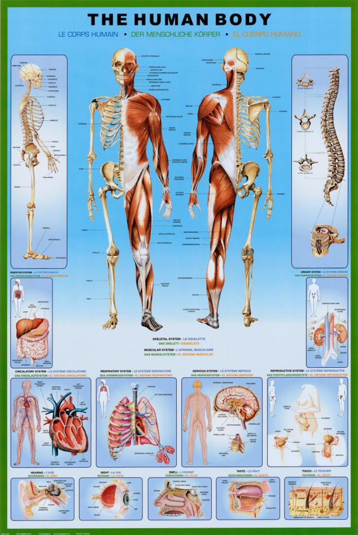 Educational & Hobby Charts for Kids The Human Body Poster 24 x 36 inch by Eurographics