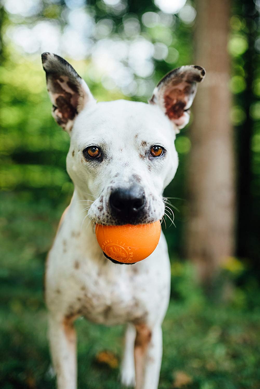 Planet Dogs Ball Dog Chew Toy Doggy Flying Discs Puppy Squeaky Squeak Toys  Balls Feeder 