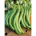 thumbnail image 3 of Burpee Burpee's Stringless Green Pod Bean, Garden Vegetable Seed, 3 of 4