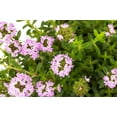 thumbnail image 4 of 3000 SUMMER SAVORY Satureja Hortensis Herb Purple Flower Seeds, 4 of 7