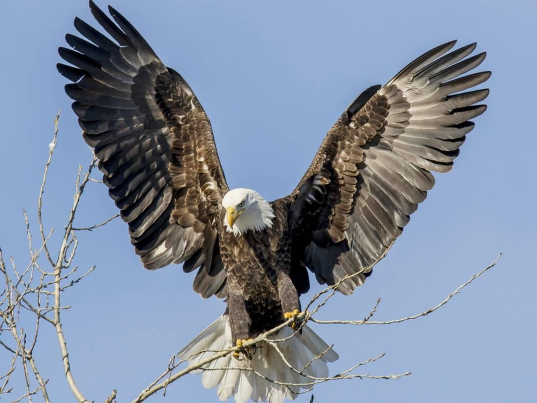 Bald Eagle wings in Wisconsin Print Wall Art By Tim Denny