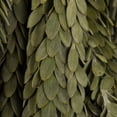 thumbnail image 2 of Vickerman 12-16"  Mini Green Buxifolia Foliage.  Includes 7 oz per Bundle, Preserved, 2 of 2