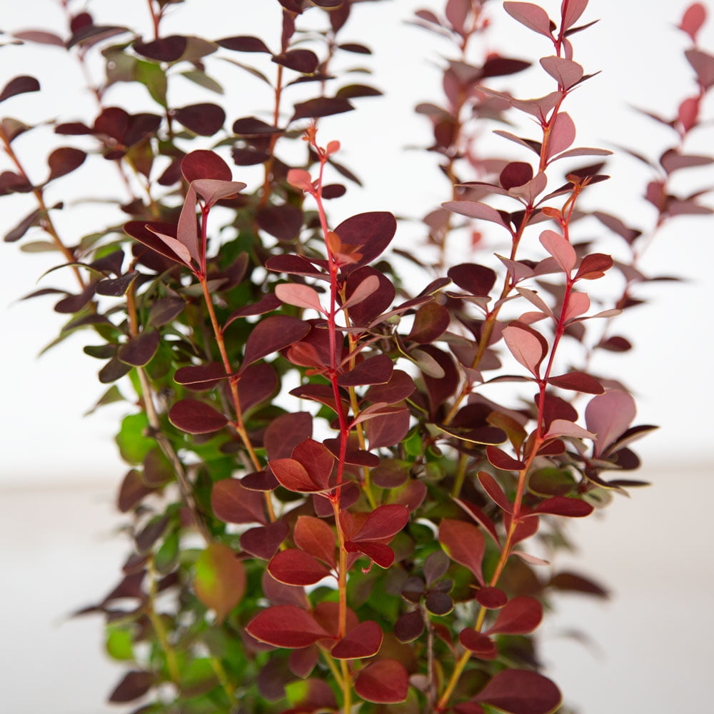 Southern Living Orange Rocket Barberry Live Shrub in 1.5-Gallon Grower Pot