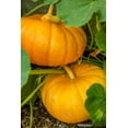 thumbnail image 2 of Horton, Janet 23x32 White Modern Wood Framed Museum Art Print Titled - Issaquah-Washington State-USA Pumpkins ready to harvest, 2 of 4