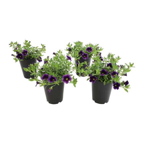 4PK 4" PETUNIA BLUE-PURPLE
