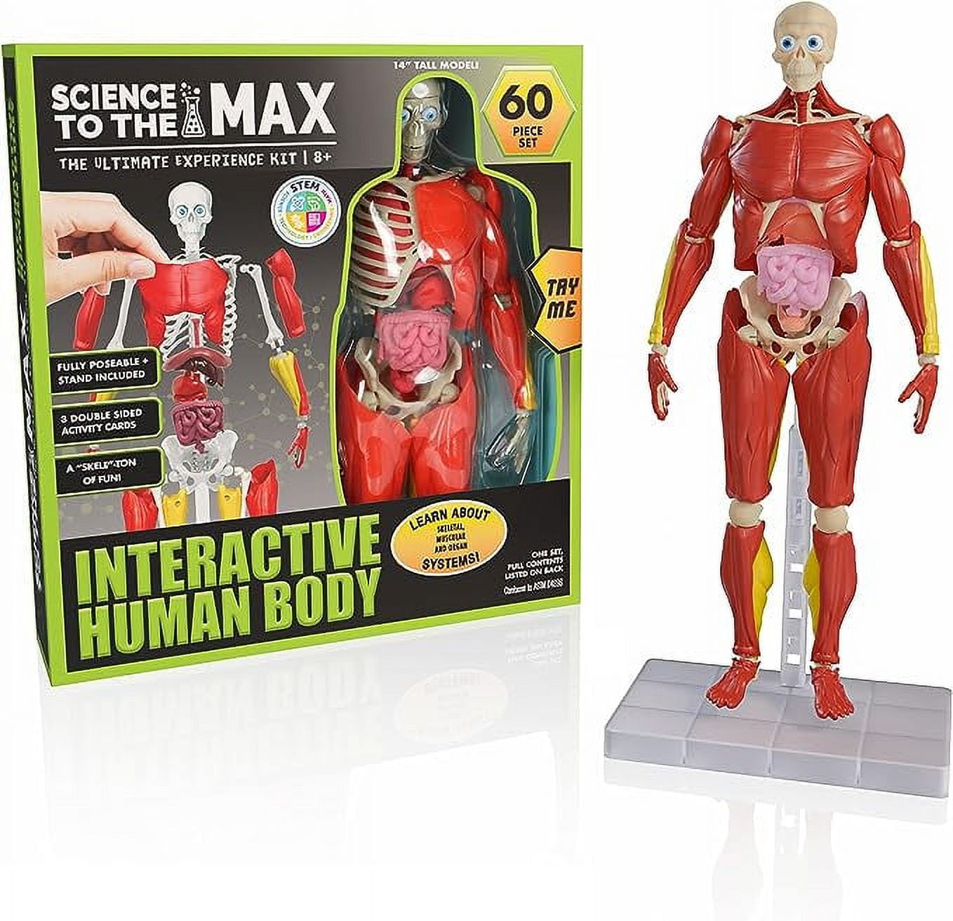 Human Body サイエンス 人体 キット 英語 National Geographic™ Glow-in-the-Dark Human Body at Hamilton Place