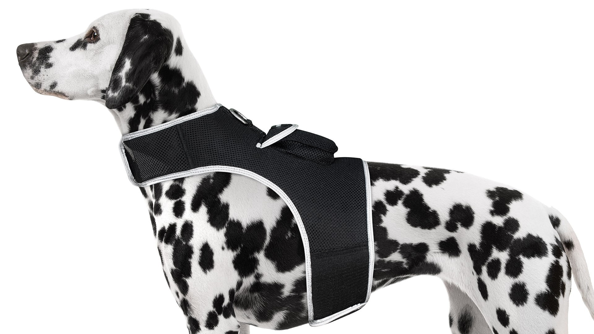 Secure Dogs Cats with Pet Tracker GSM GPS Phone Pet Tracker + Realtime App Size:XS