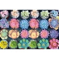 thumbnail image 1 of Succulent 1000 Piece Adult Children Puzzle Holiday Gift Pattern Toy, 1 of 7