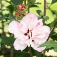 thumbnail image 3 of Peppermint Smoothie Rose of Sharon Althea Deciduous Flowers Shrub, grown in a 2.50 quart pot (1-Pack), 3 of 4
