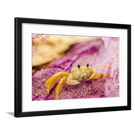 Great Wall Hyde Park Ghost Crab hiding in washed up sea fan on beach near Fort Jefferson, Dry Tortugas National Park, so Framed Print Wall Art By Stuart Westmorland ()