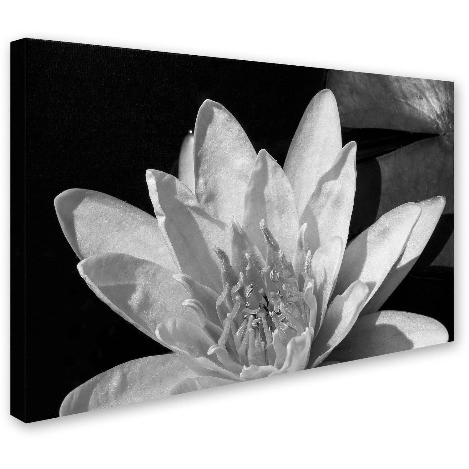 Trademark Fine Art "Water Lily in Black and White" Canvas Art by Kurt Shaffer